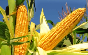 Corn